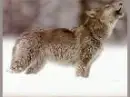 wolf howling 