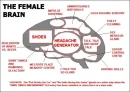 Female Brain
