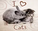 I Love Cats