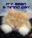 tired cat