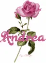 pink rose andrea