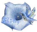 Shirley