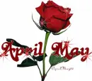 red rose april may