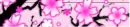 Cherry Blossoms