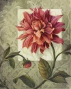 Trellised Dahlia, flower