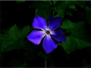 purple flower