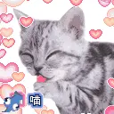 cute cat