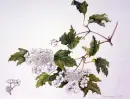 Pretty Flower