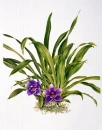 Pretty Flower