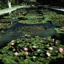 Lilypool