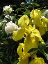 Yellow Iris