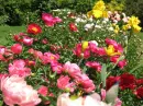 Iris Garden
