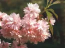 Pretty Pink Flower