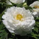 Peony
