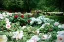 Peony Garden