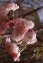 Cherry Blossom Tree