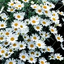 Daisy field
