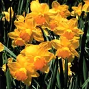 Flower field