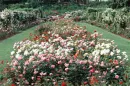 Field of Flowers