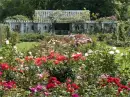 Rose Garden
