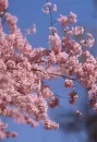 Rosy Chery Blossom Cloud