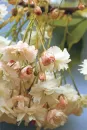 Pink Flowers