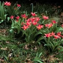Rock Garden Red