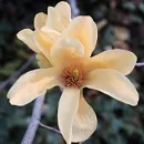 Beautiful Flower