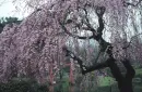 Beautiful flowering tree