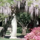 Pink garden