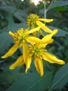 Verbesina Altissima