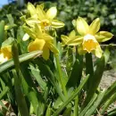 Narcisuss