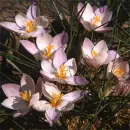 mar_crocuss