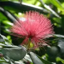 Calliandra