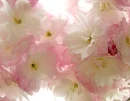 pink and white flowers