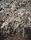 hally-flowers