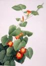 little orange flower