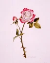 Red Rose