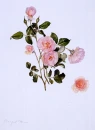 Pink Flowers