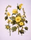 Yellow Flowers