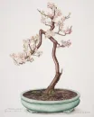 Bonsai Tree