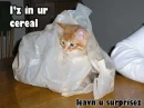 funny kitties