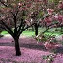 Cherry blossoms