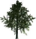 Beech Tree