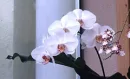 Aquatic Orchid
