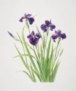 Pretty Flowers
