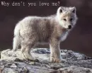 Why Don't You Love Me?