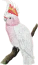 Cockatoo