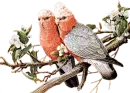 Topical Birds