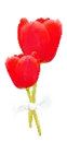 red tulips